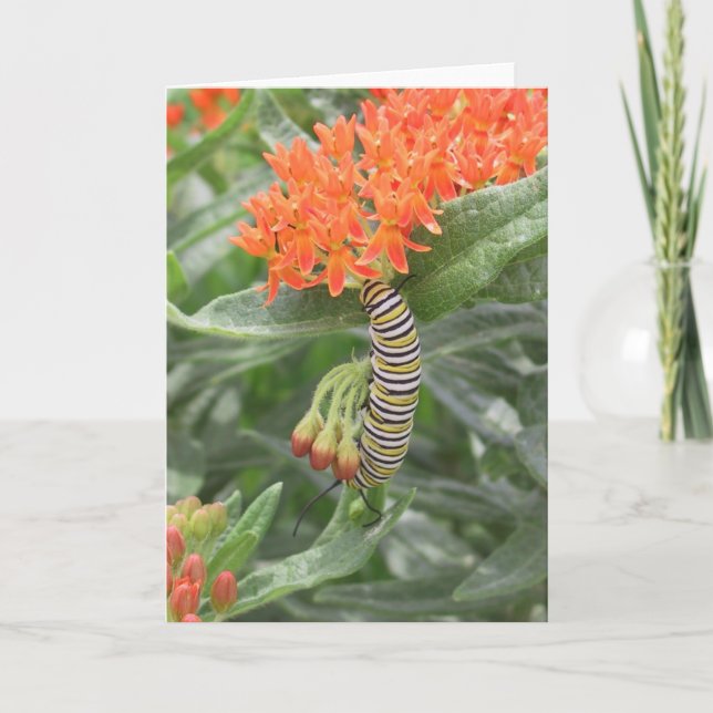 Carte Monarque Catterpillar sur l'mauvaise herbe de (Devant)
