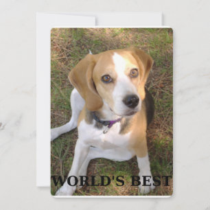 Carte Mondes beagles meilleurs