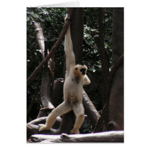 Carte Monkey
