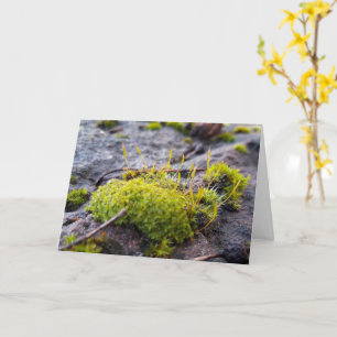 Carte Mosses, Printemps éveil