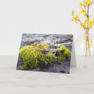 Carte Mosses, Printemps éveil