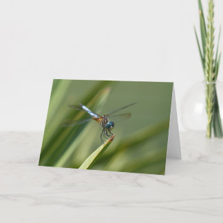 Carte Mouche de dragon - vert bleu 06