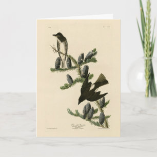 Carte Moucherolle à face olive, les oiseaux d'Amérique d