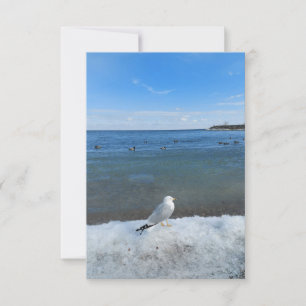 Carte Mouette au lac en hiver