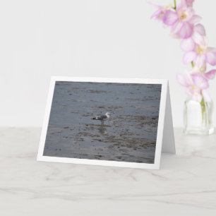 Carte Mouette Sur La Plage