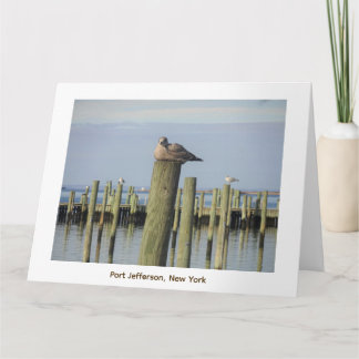 Carte mouettes, Port Jefferson NY