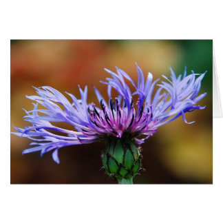 Carte Mountain Bluet