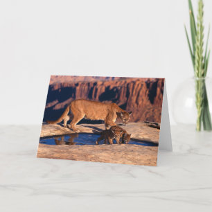 Carte Mountain Lion & Cubs Greeting Card