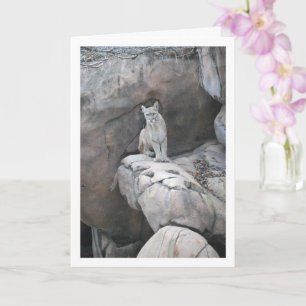 Carte Mountain Lion Portrait