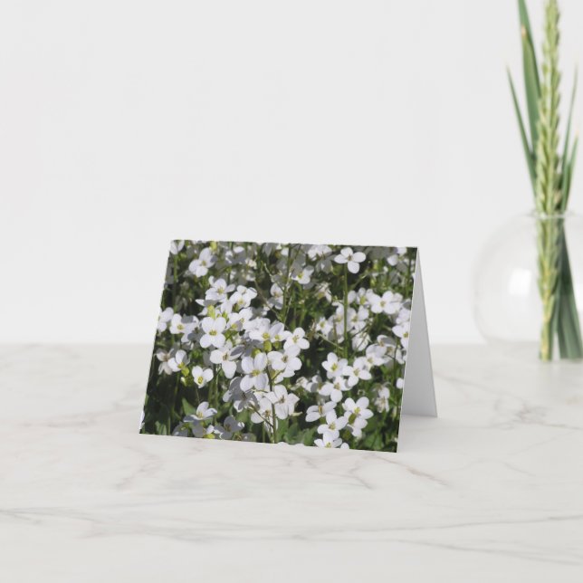 Carte Mountain Rock Cress (Arabis alpina) (Devant)