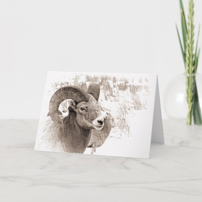 Carte Mouton BigHorn (Devant)