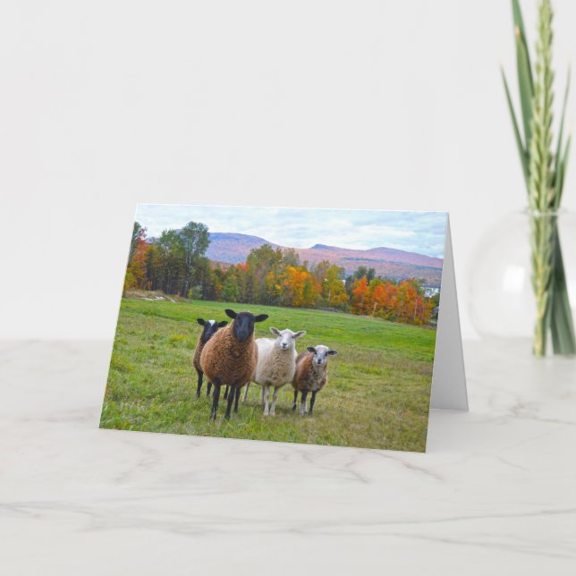 Carte Moutons du Vermont de joyeux anniversaire en (Devant)