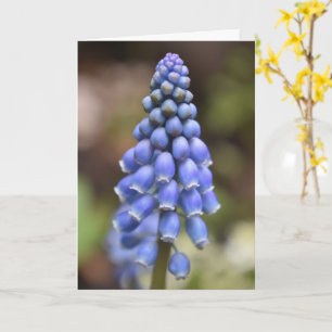 Carte Muscari Armeniacum, Carte d'acinthe aux rais