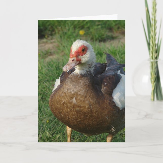 Carte Muscovy Hen (Devant)