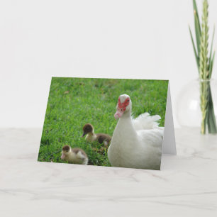 Carte Muscovy Hen Et Duckls