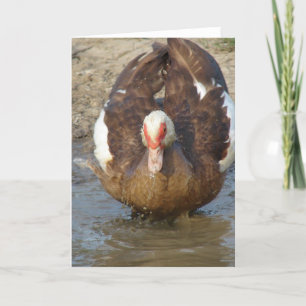 Carte Muscovy Hen Jouer dans une flaque