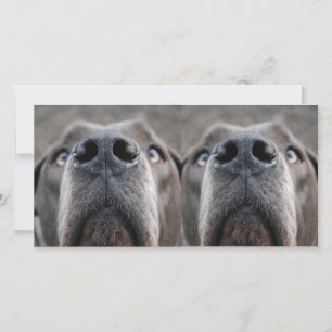 Carte Museau de Dogue