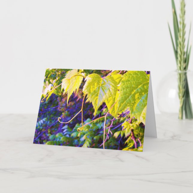 Carte Napa Valley (Devant)