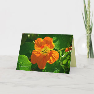 Carte Nasturtium en orange