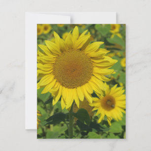 Carte nature, fleur, été, tournesol, fleur, fleur, flora