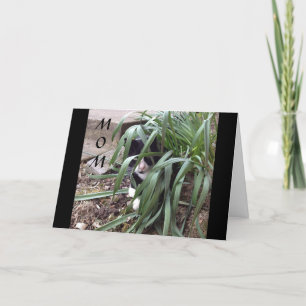 CARTE NE PAS SE CACHER DE LA VÉRITÉ "MEILLEURE MÈRE" DU 