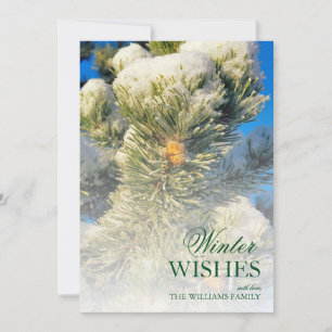 Carte Neige fraîche sur aiguilles de pin