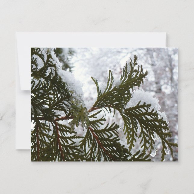 Carte Neige sur les branches À feuillage persistant (Devant)