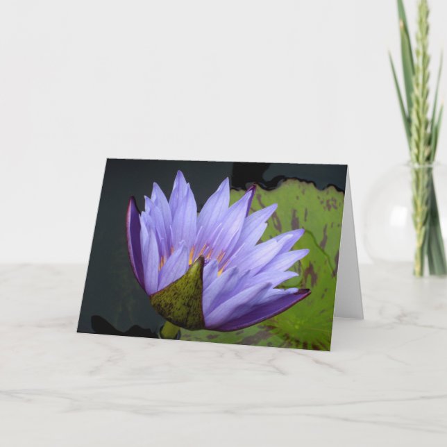 Carte Nénuphar à l'eau de lavande (Devant)