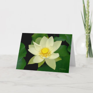 Carte Nénuphar flottant jaune pâle