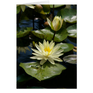 Carte Nénuphar Lotus blanche