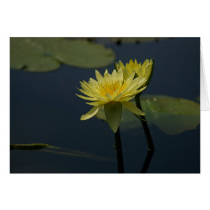 Carte Nénuphar Lotus Jaune