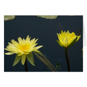 Carte Nénuphar Lotus Jaune