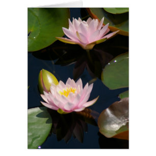 Carte Nénuphar Lotus Rose