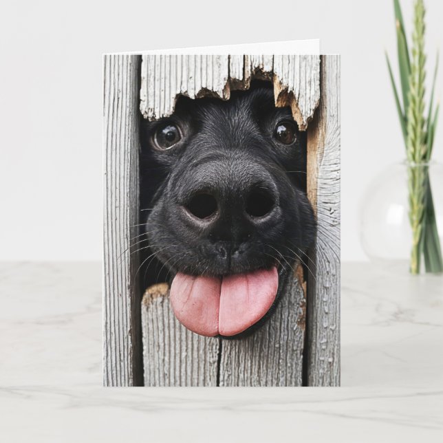 Carte Nez de chien d'anniversaire humoristique (Devant)