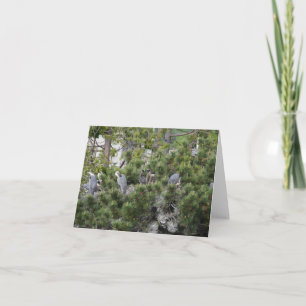 Carte Nidification des grands hérons bleus