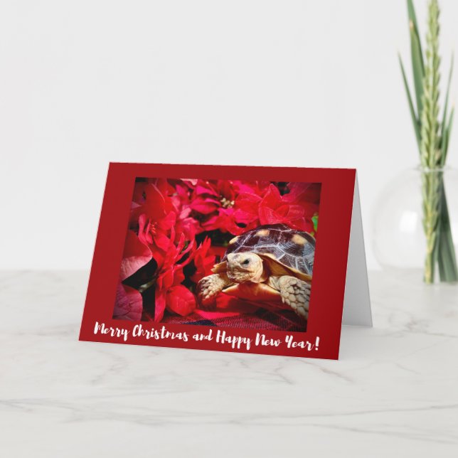 Carte Noël Bébé Sulcata Tortue et poinsettias rouges (Devant)