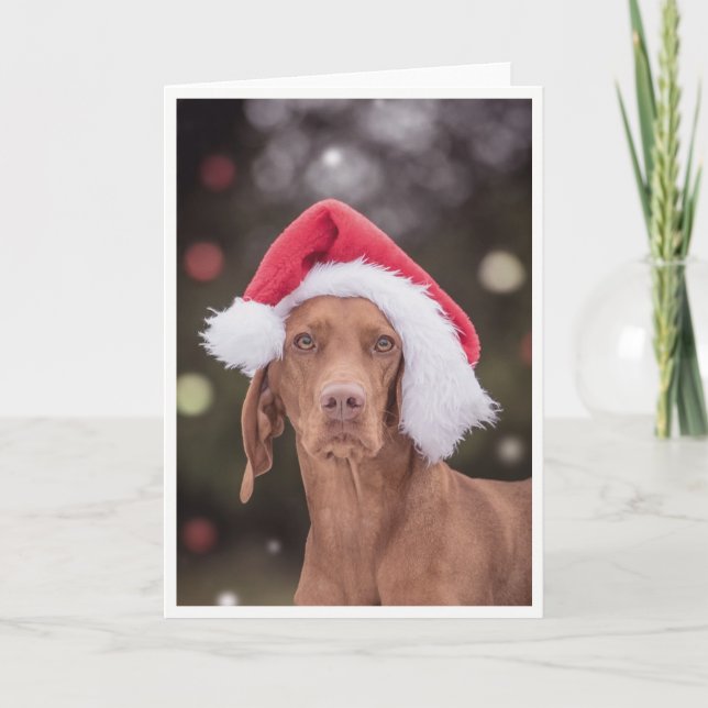 Carte Noël / Carte Noël "Magyar Vizsla" (Devant)
