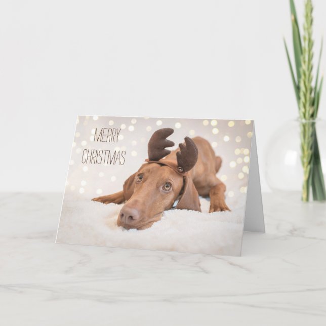 Carte Noël / Carte Noël "Magyar Vizsla" (Devant)