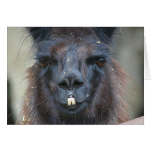 Carte noire de photographie d'animal de ferme de