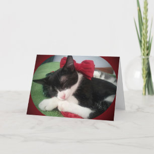 Carte noire et blanche de délivrance de chat de