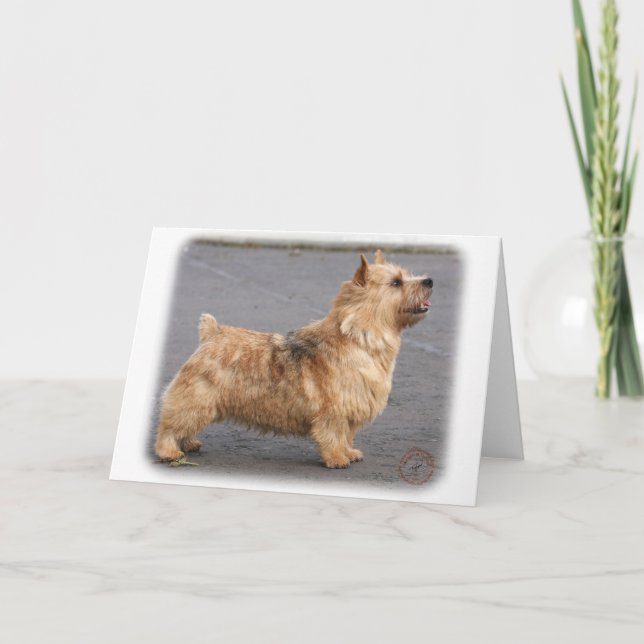 Carte Norwich Terrier (Devant)
