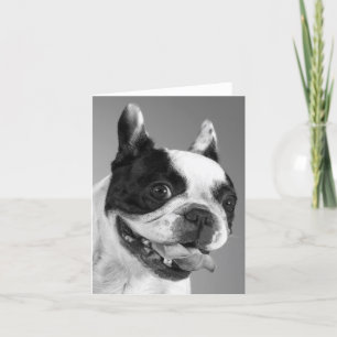 Carte Nota Blank Chien Chien Chien Chien Français