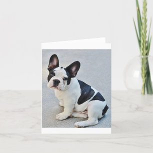 Carte Nota Blank Chien Chien Chien Chien Français