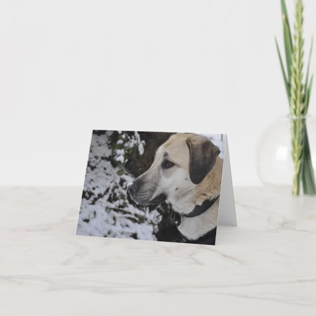 Carte Nowzad Rescue Dog Kilo (Devant)