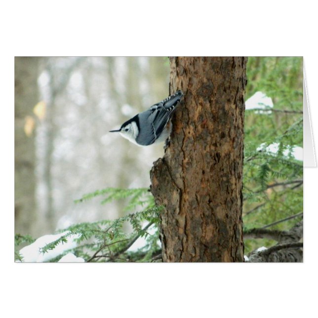 Carte Nuthatch d'hiver (Devant Horizontal)