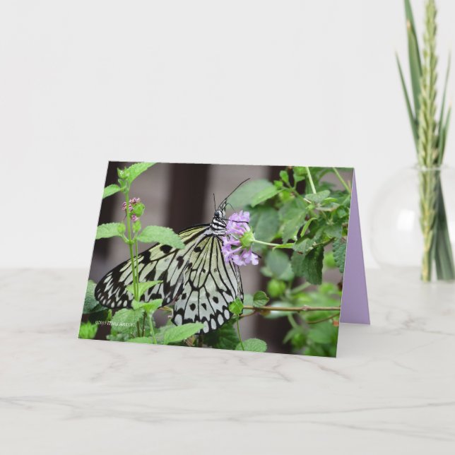 Carte Nymphe de l'arbre (Devant)