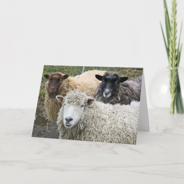Carte O We Like Sheep (Devant)