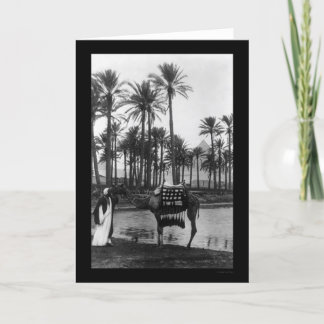 Carte Oasis View Pyramid 1902