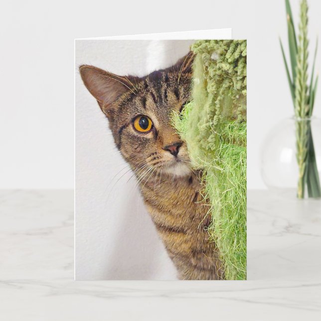 Carte Obtenir Anniversaire Tabby Cat (Devant)
