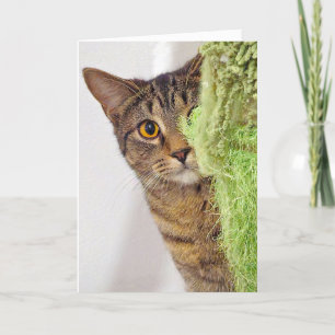 Carte Obtenir Anniversaire Tabby Cat